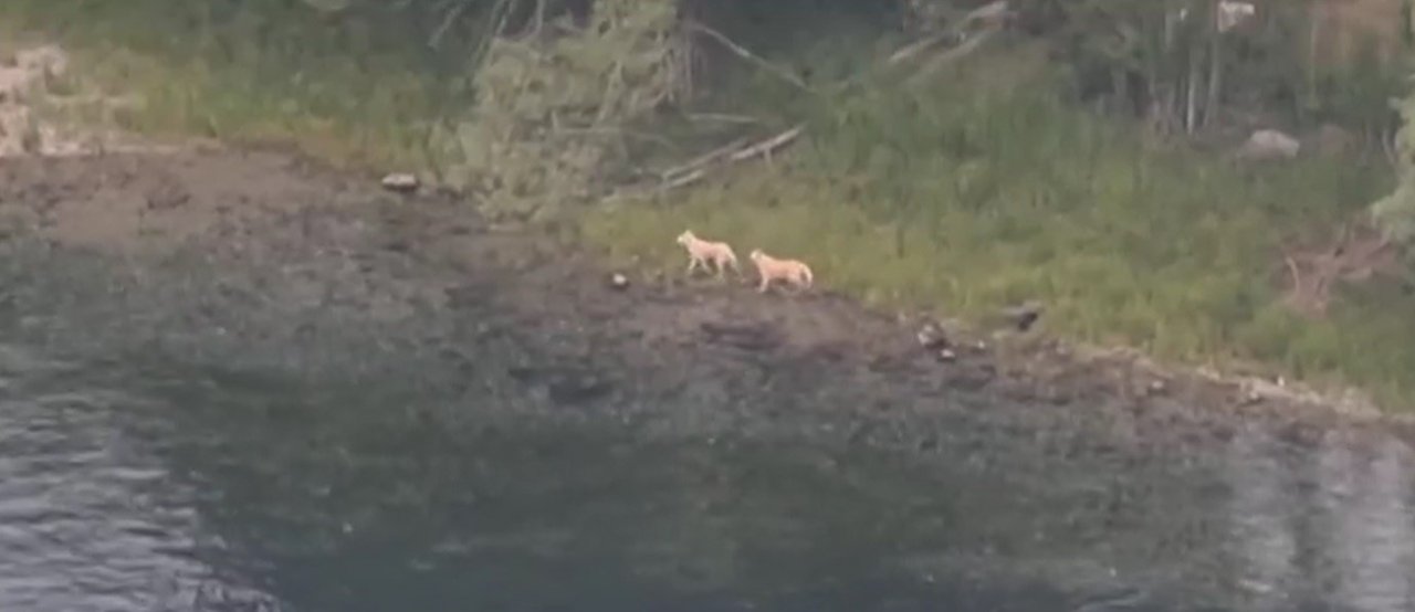 Baraj gölünde mahsur kalan köpekleri vatandaş kurtardı