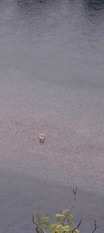 Baraj gölünde mahsur kalan köpekleri vatandaş kurtardı