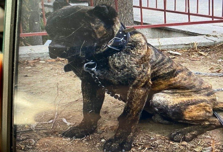 Isparta’da çalınan 2 köpek ve 1 kedi HAYDİ ekipleri tarafından bulundu