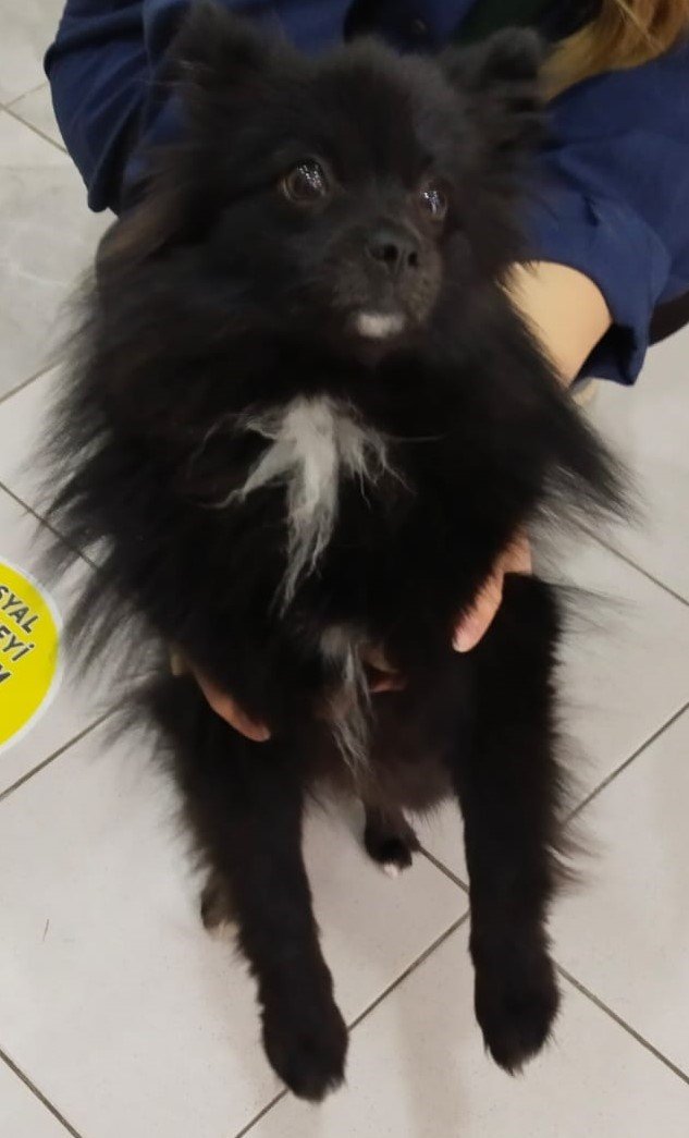 Isparta’da çalınan 2 köpek ve 1 kedi HAYDİ ekipleri tarafından bulundu