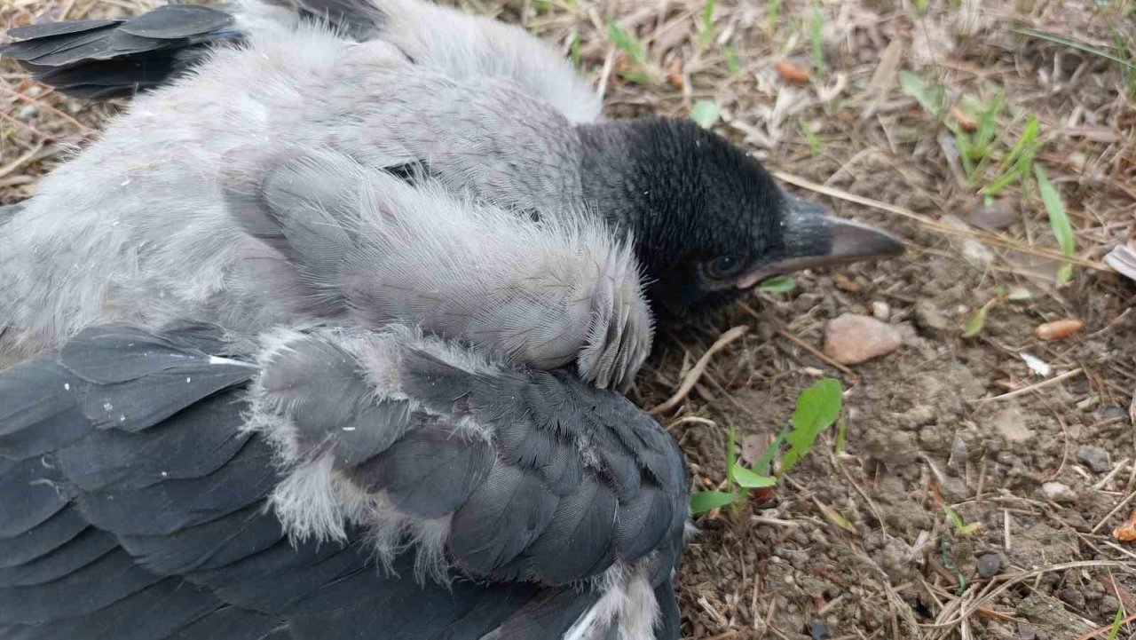 Samsun’da 9 kişinin yaralandığı işçi servisi kazasında polis, yaralı karga yavrusuna da hastaneye götürdü