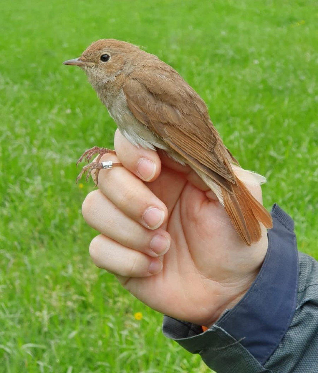 Kuşların türlerini ve rotalarını belirleyecek çalışma: Halkalama istasyonu