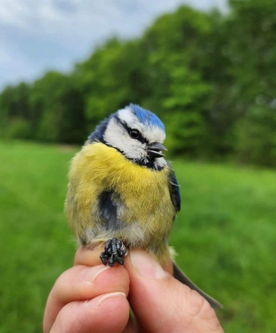Kuşların türlerini ve rotalarını belirleyecek çalışma: Halkalama istasyonu