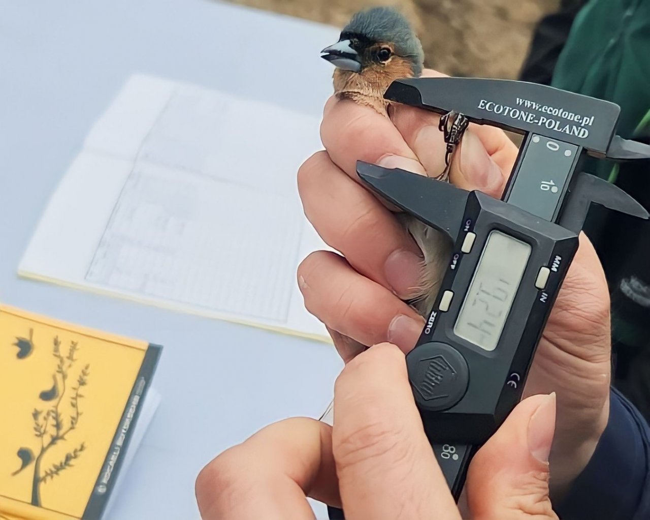 Kuşların türlerini ve rotalarını belirleyecek çalışma: Halkalama istasyonu