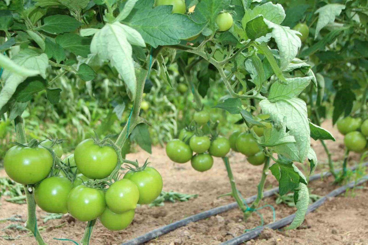 Türkiye’nin domates ihtiyacının yüzde 30’u bu bölgeden sağlanacak