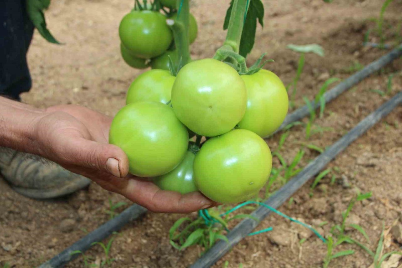 Türkiye’nin domates ihtiyacının yüzde 30’u bu bölgeden sağlanacak