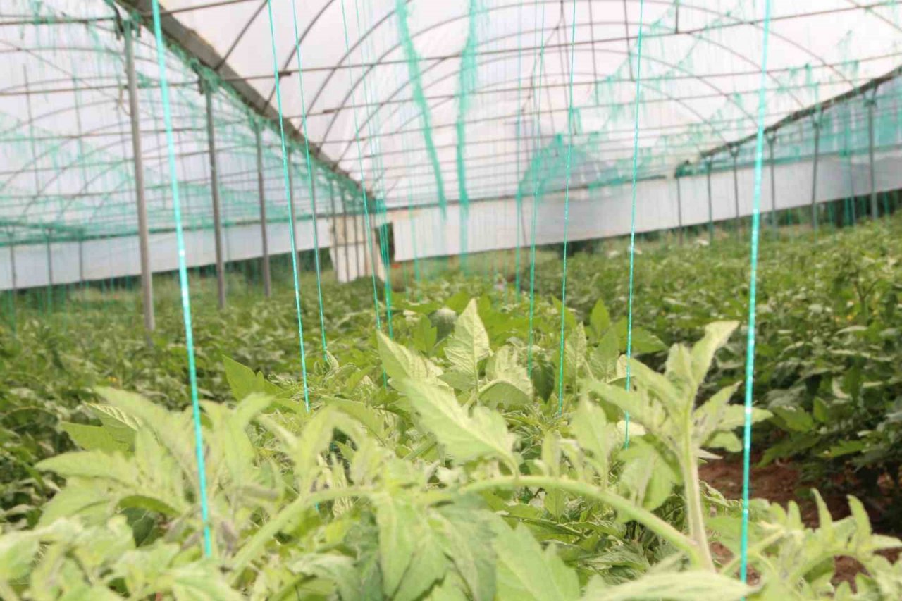 Türkiye’nin domates ihtiyacının yüzde 30’u bu bölgeden sağlanacak