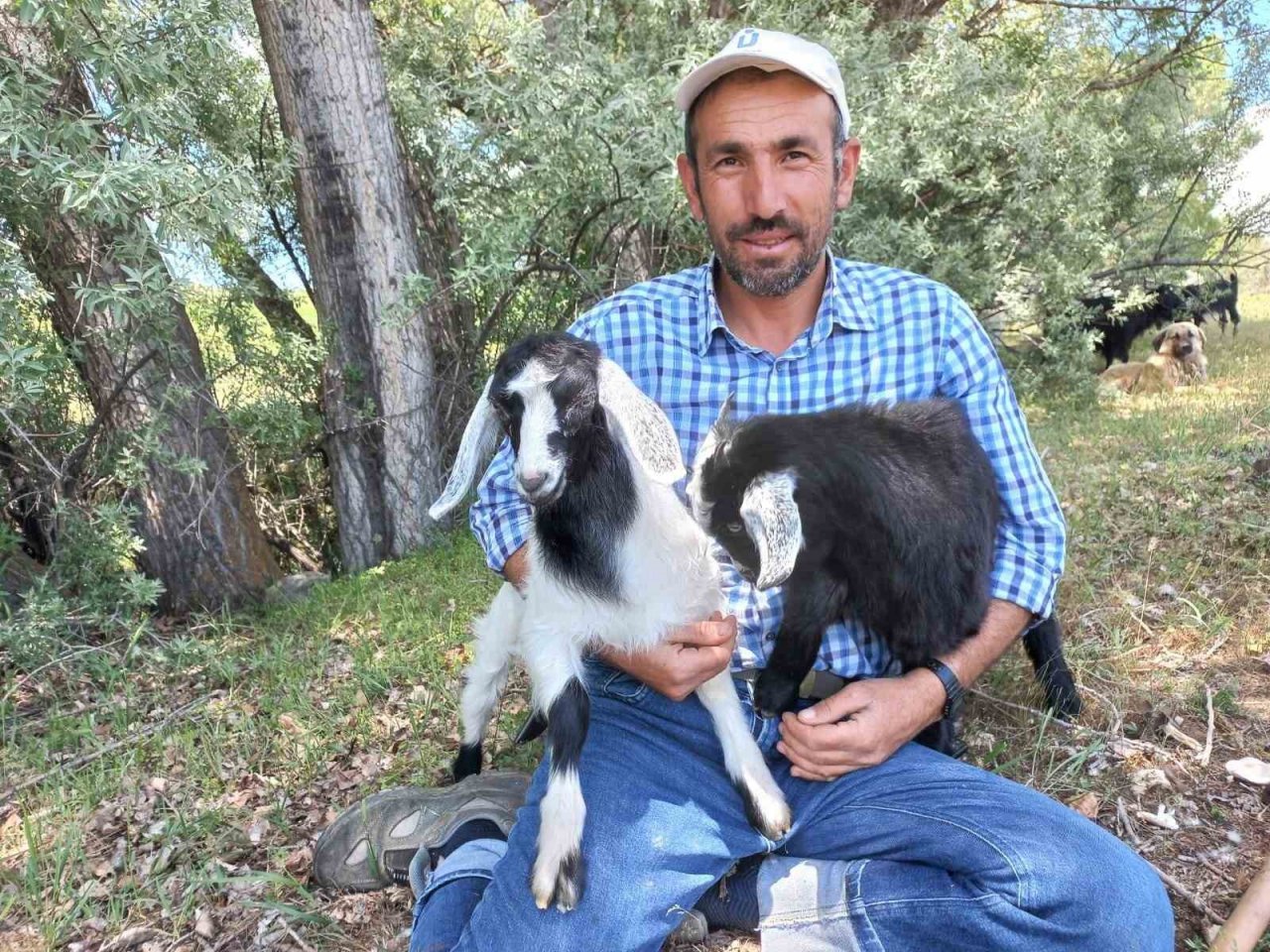 Sahibinin komutunu dinleyen keçi, sahibinden biran olsun ayrılmıyor