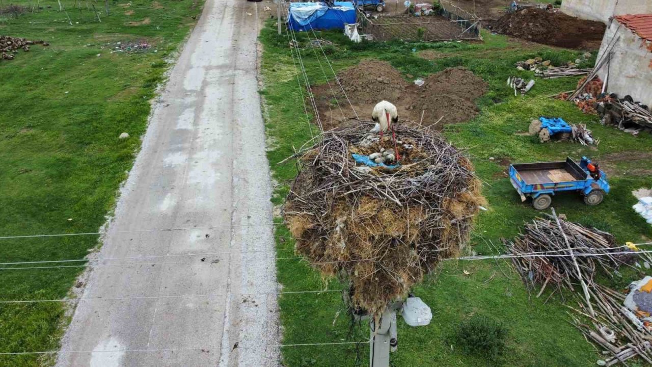İnatçı leylek yanan yuvasını yavruları için bir daha yaptı