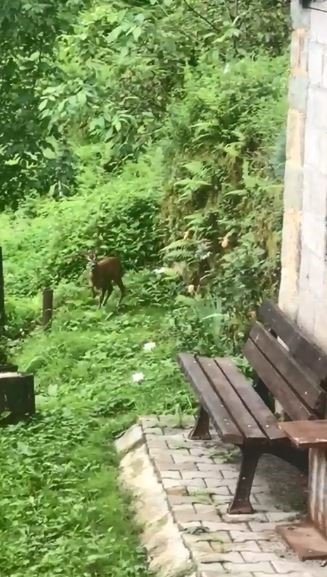 Artvin’de yerleşim yerlerine inen karacalar görüntülendi