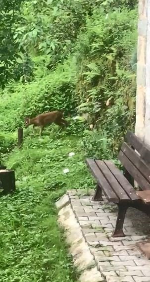 Artvin’de yerleşim yerlerine inen karacalar görüntülendi