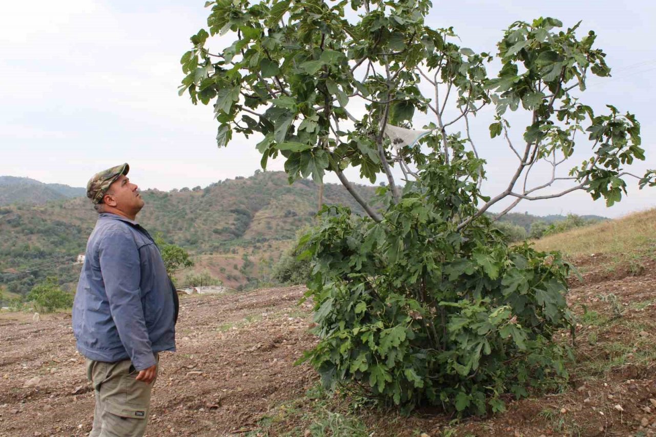 Aydın’ın incir deposu Meşeli, sel ve doluya teslim oldu
