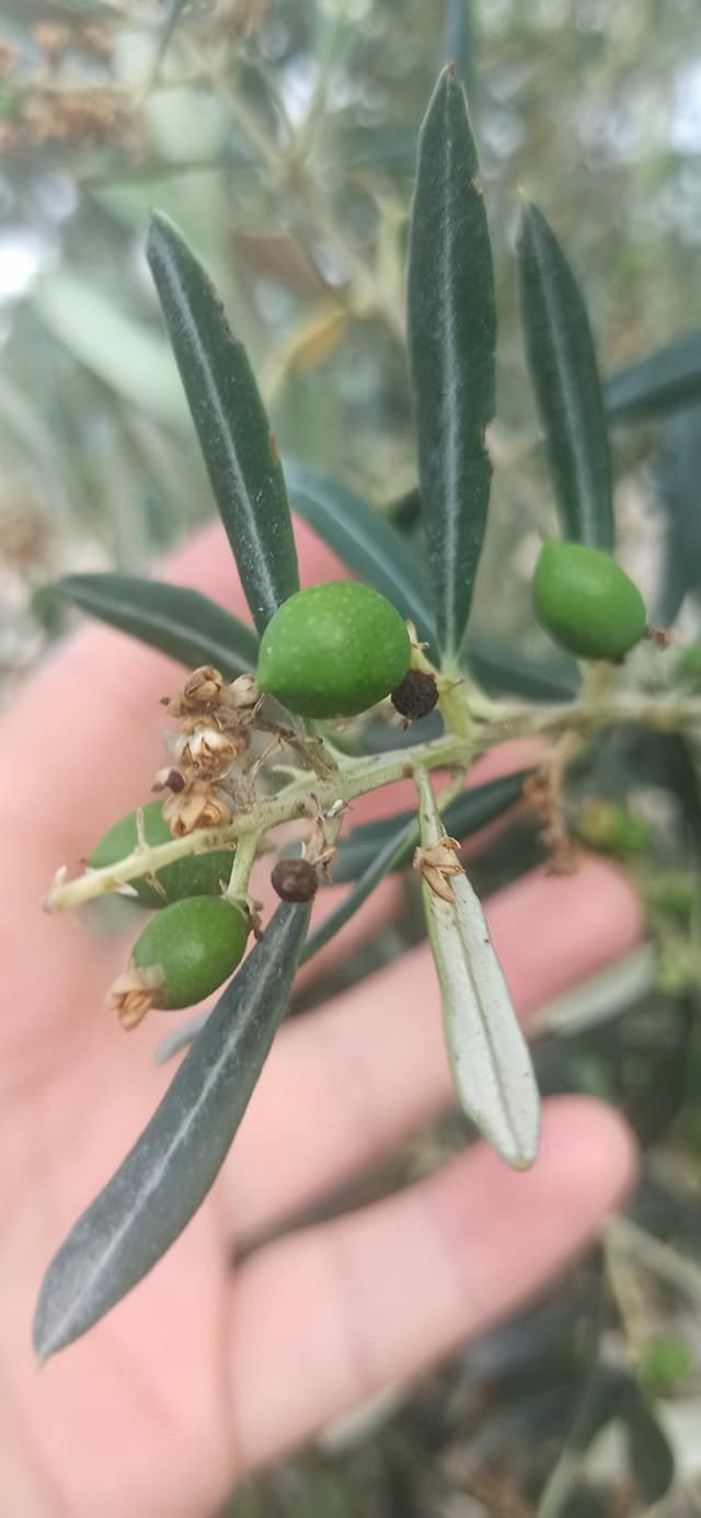 Zeytin bahçelerinde denetimler sürüyor