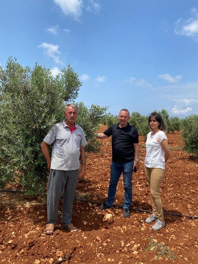 Zeytin bahçelerinde denetimler sürüyor