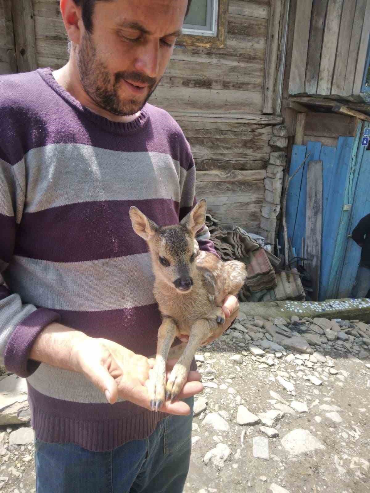 Yavru karaca koruma altına alındı