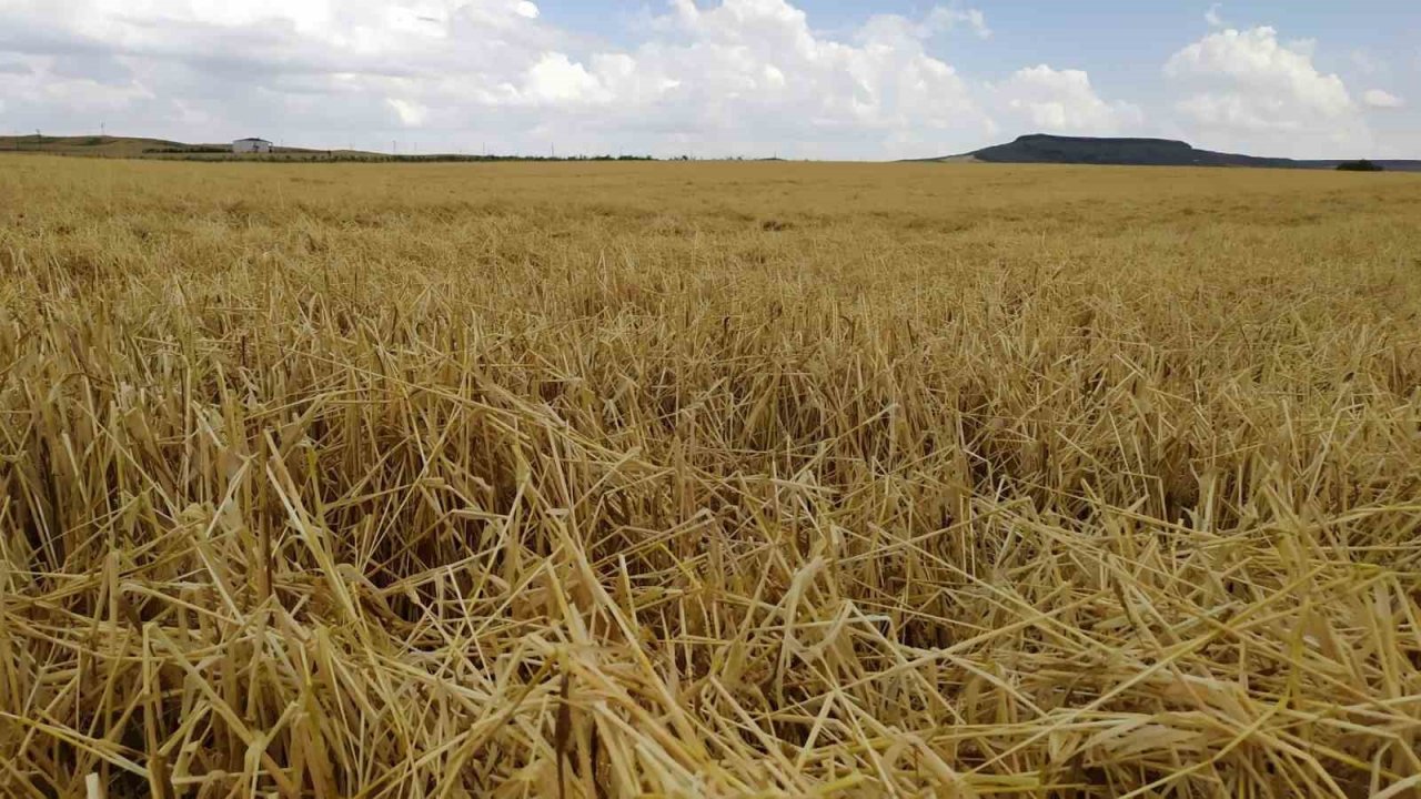 Batman’da dolu yağışı tarım arazilerini vurdu