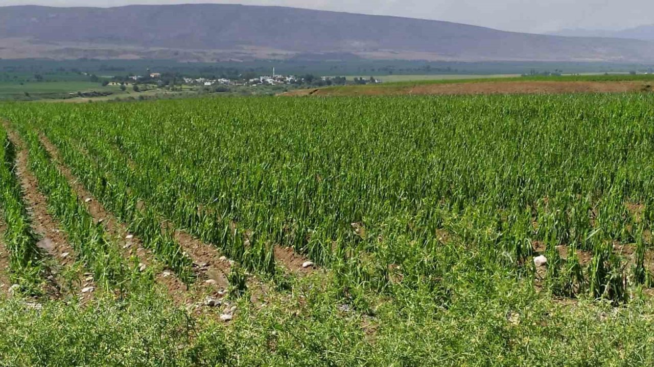 Batman’da dolu yağışı tarım arazilerini vurdu