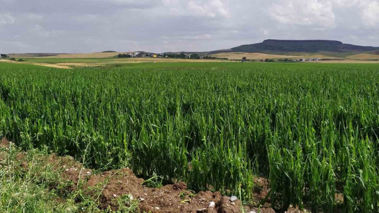 Batman’da dolu yağışı tarım arazilerini vurdu