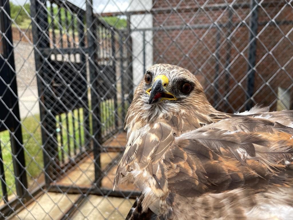 Kemik nakliyle sağlığına kavuşan şahin, tedavisinin ardından doğaya salındı