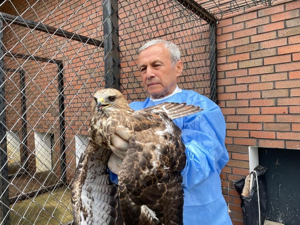 Kemik nakliyle sağlığına kavuşan şahin, tedavisinin ardından doğaya salındı