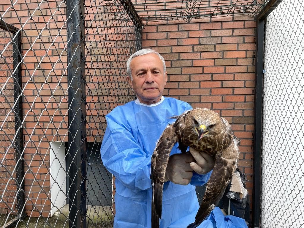 Kemik nakliyle sağlığına kavuşan şahin, tedavisinin ardından doğaya salındı