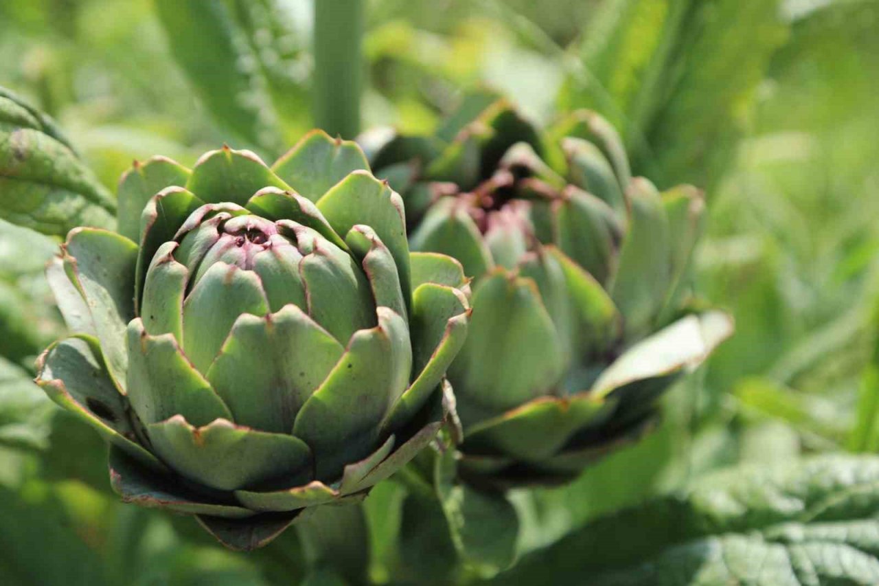 Belediyenin tarımsal kalkınma çalışmaları sürüyor