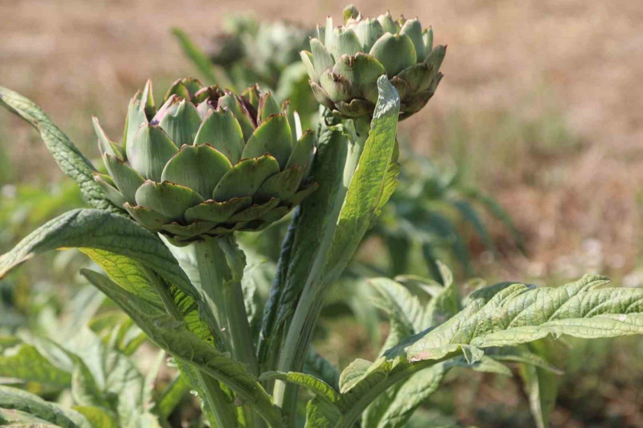 Belediyenin tarımsal kalkınma çalışmaları sürüyor
