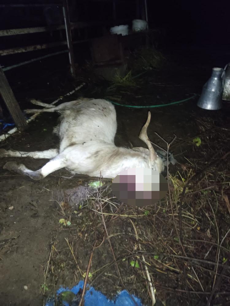 İlçeye inen kurt, küçükbaş hayvanları telef etti