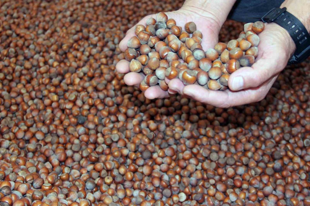 Açıklanan rekolteler fındık fiyatını etkilemedi