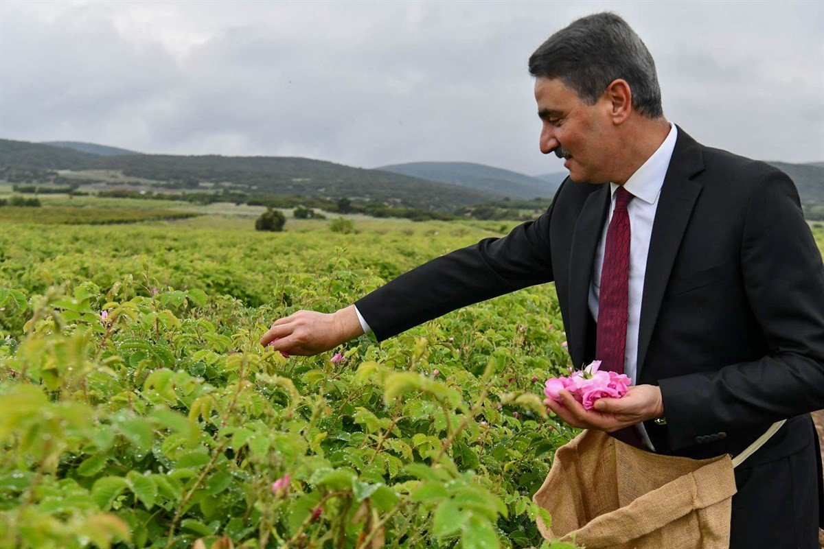 Isparta’da gül çiçeği hasadı başladı