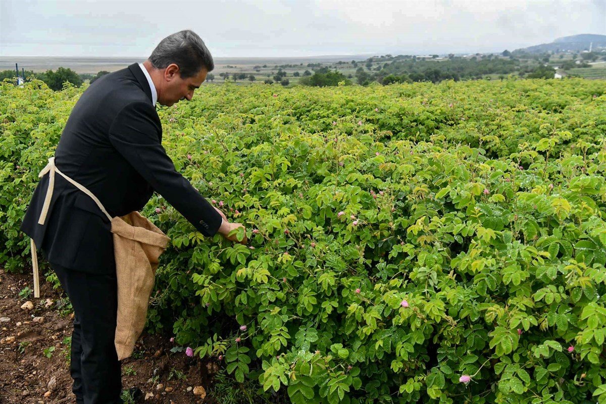 Isparta’da gül çiçeği hasadı başladı