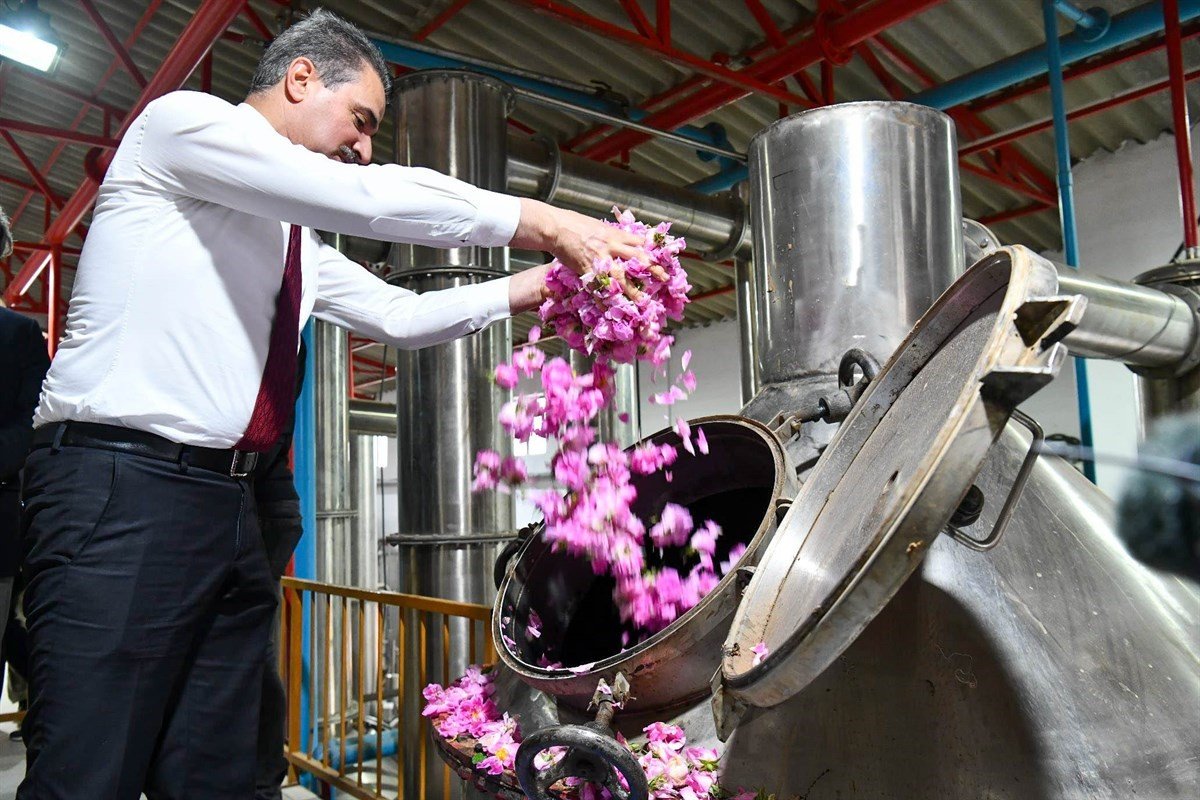 Isparta’da gül çiçeği hasadı başladı