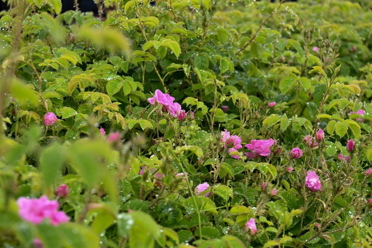 Isparta’da gül çiçeği hasadı başladı