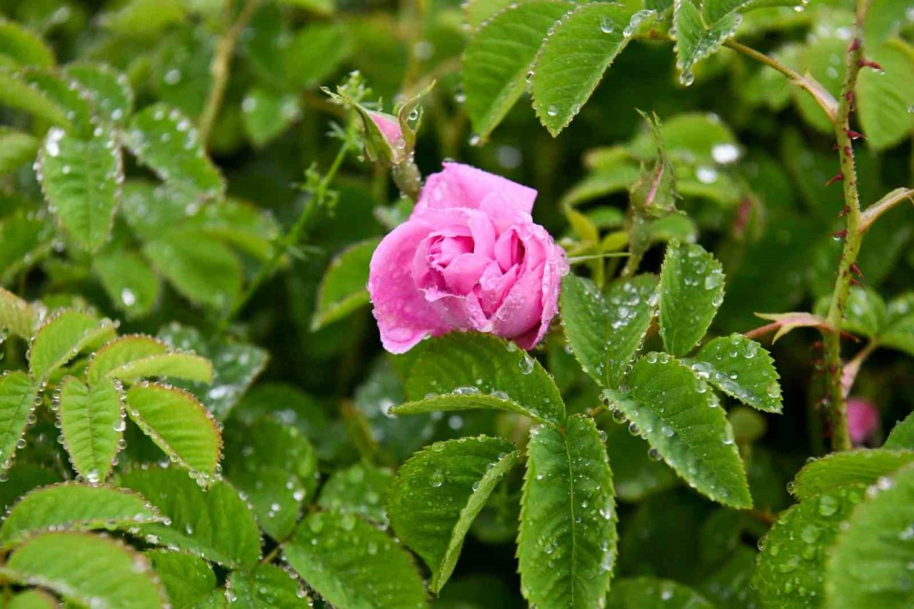 Isparta’da gül çiçeği hasadı başladı