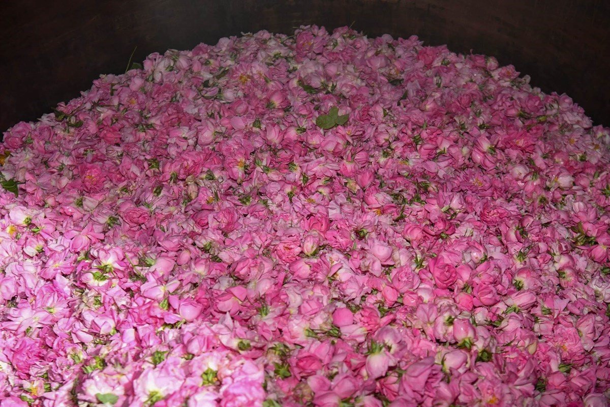 Isparta’da gül çiçeği hasadı başladı