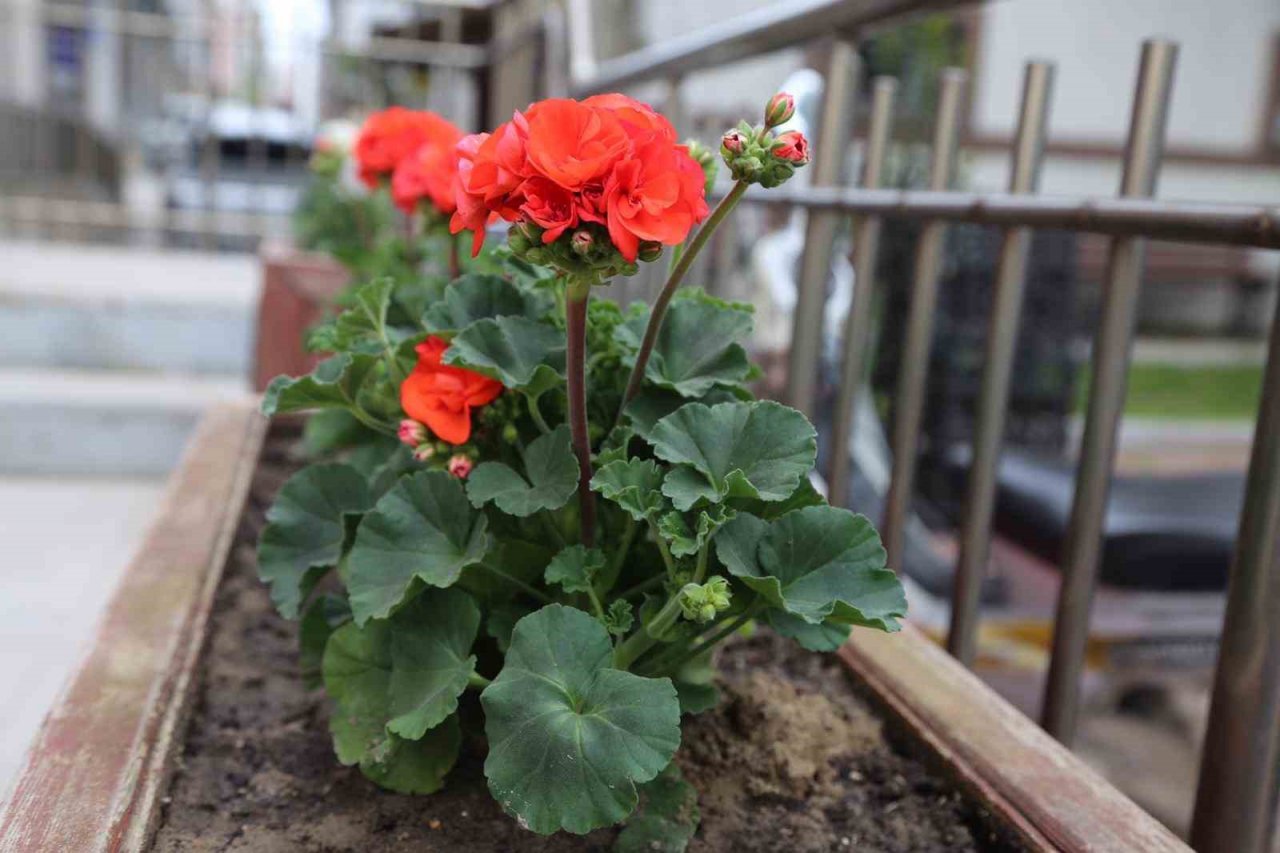 İvrindi’de çiçekler açtı