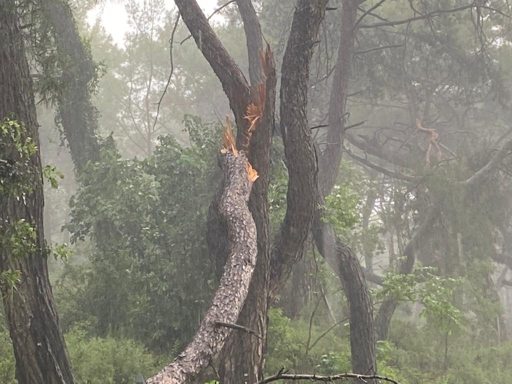 Sağanak yağmur ve fırtına ağaç devirdi