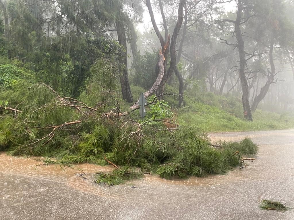 Sağanak yağmur ve fırtına ağaç devirdi