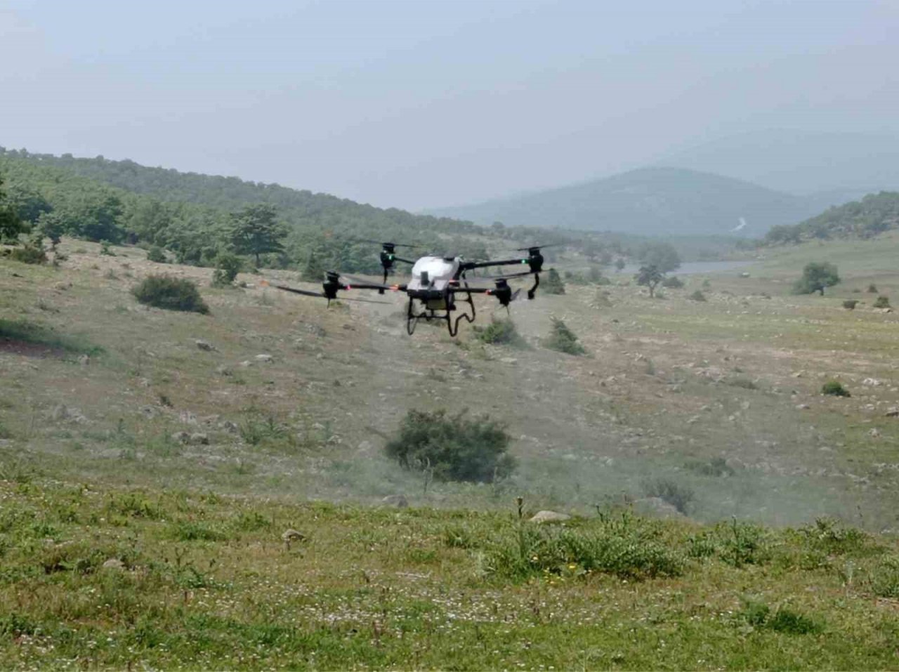 Büyükşehirden çekirgeye karşı dron ile mücadele