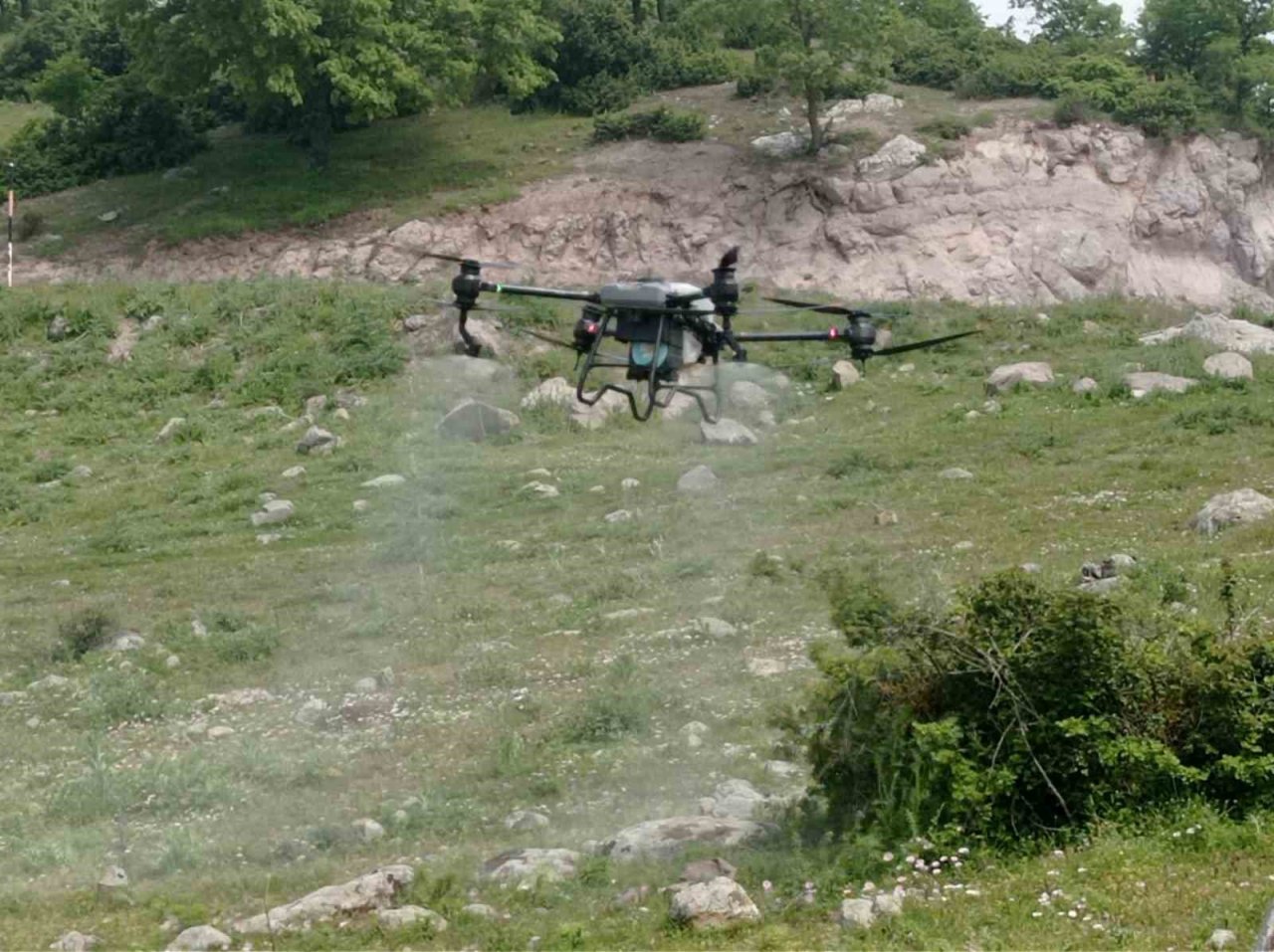 Büyükşehirden çekirgeye karşı dron ile mücadele