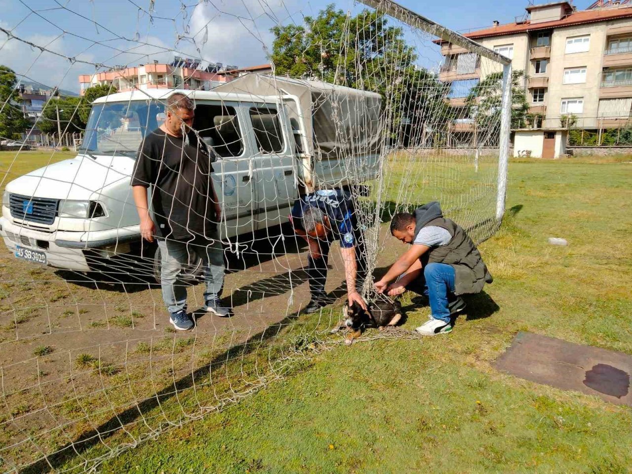 Manisa’da kale filesine dolanıp mahsur kalan köpek kurtarıldı