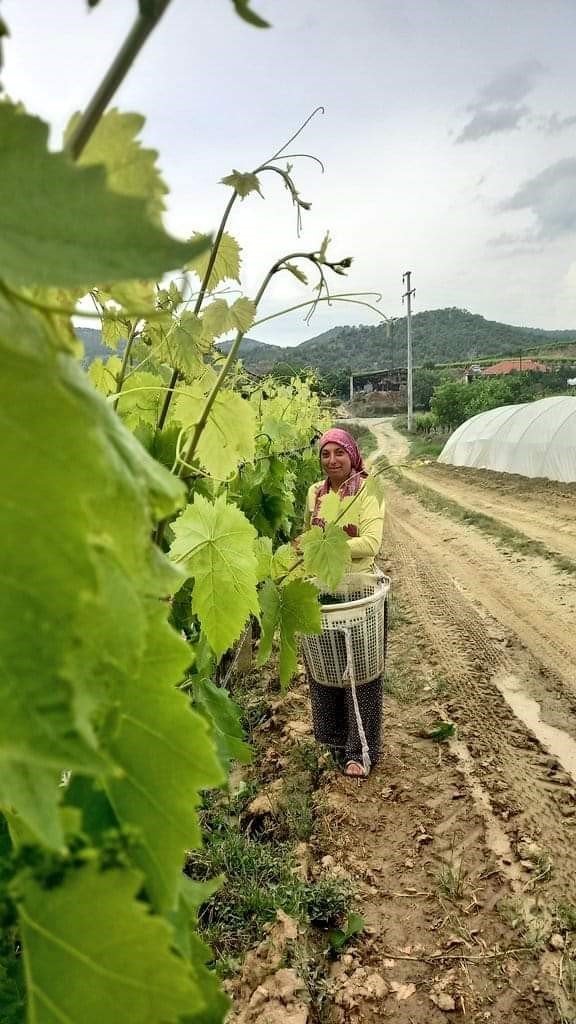 Evlerde kışlık salamura yaprak hazırlığı başladı