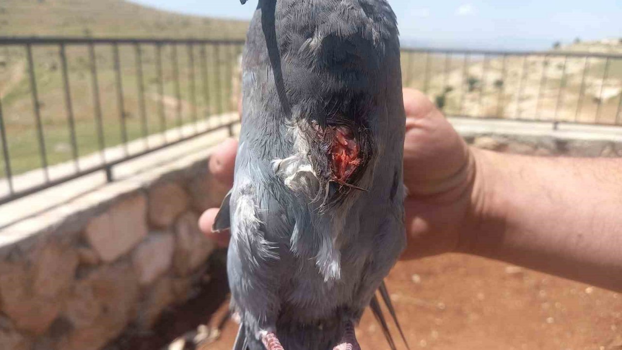 Okulda mahsur kalan güvercin, çalışanlar tarafından kurtarıldı