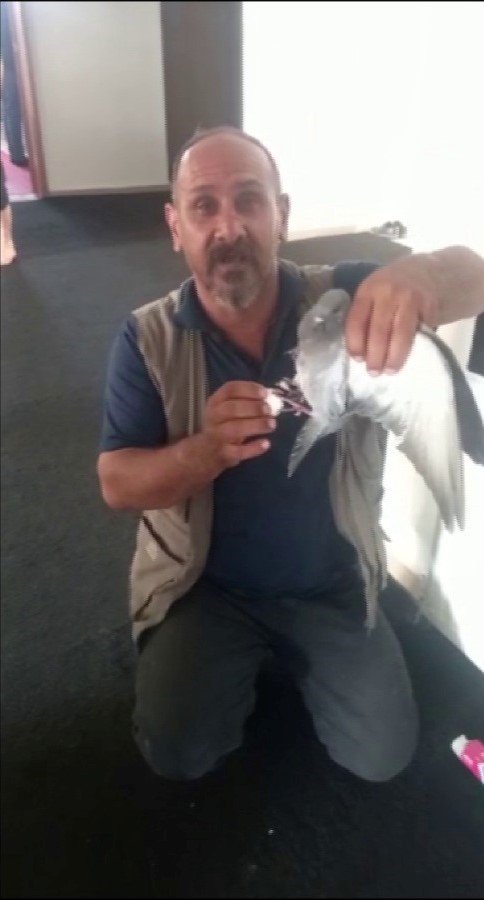 Okulda mahsur kalan güvercin, çalışanlar tarafından kurtarıldı