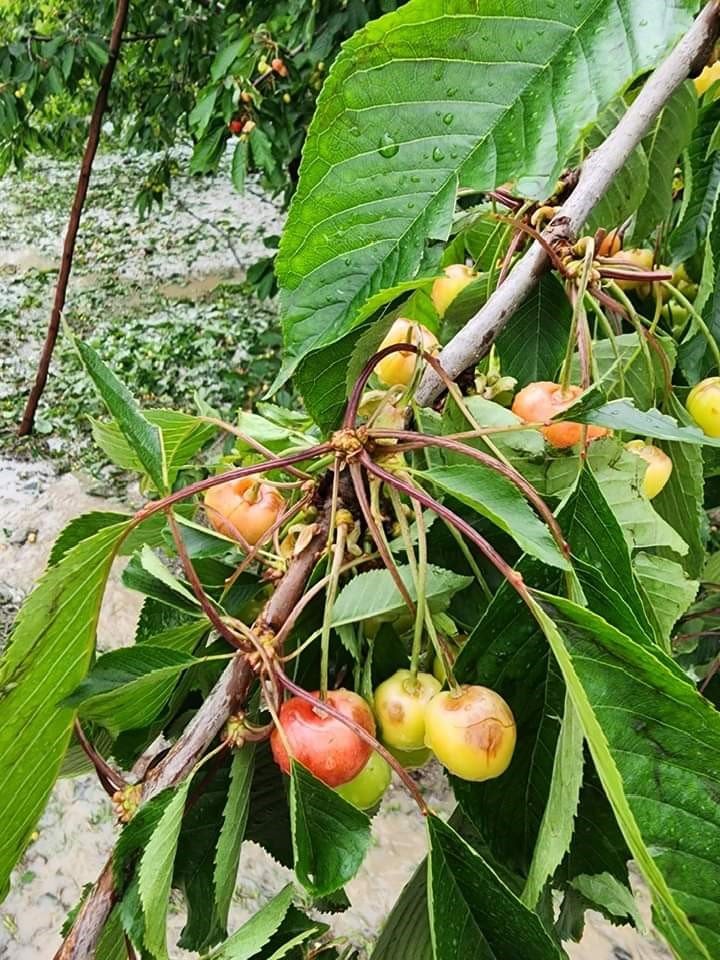 Dolu zararı kiraz üreticisinin belini büktü