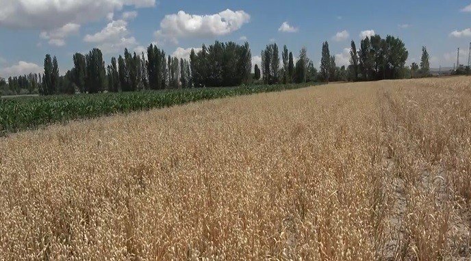 Niğde’de tarlaları ‘sarı pas’ vurdu