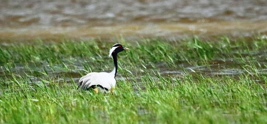 Milli Parklar, telli turna ailesinin fotoğrafını paylaştı