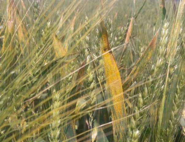 Sarıpas ve fungal hastalığı ile mücadele başladı