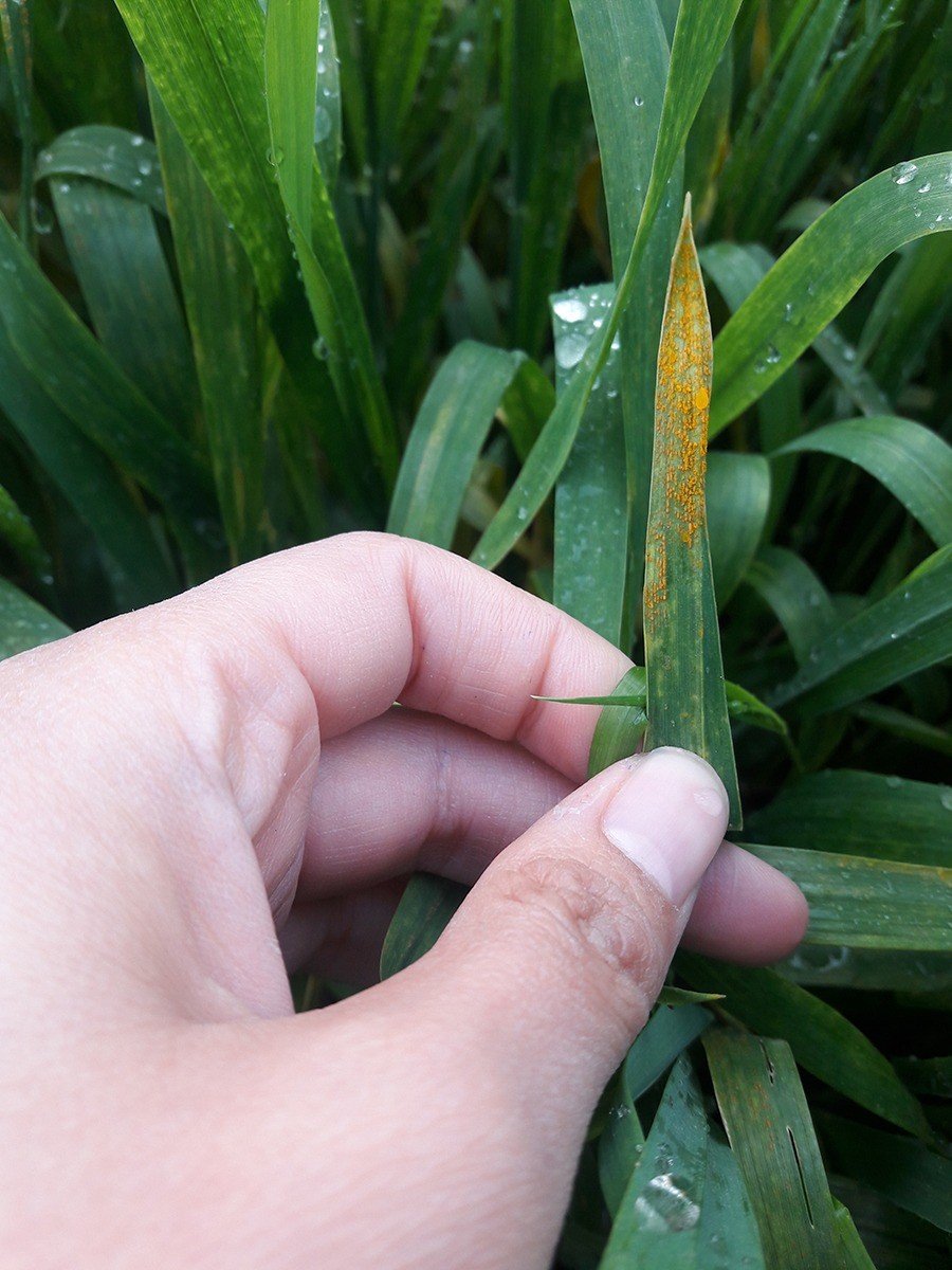 Sarıpas ve fungal hastalığı ile mücadele başladı