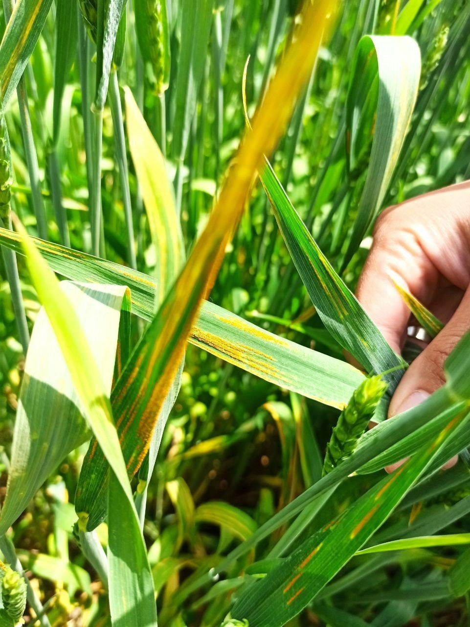 Sarıpas ve fungal hastalığı ile mücadele başladı